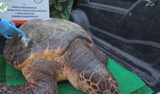 Yaralanan Caretta caretta şifayı Çanakkale'de buldu