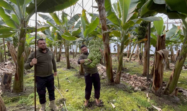 Zirai don afetinin etkilediği muz serada 45'TL'den alıcı buluyor