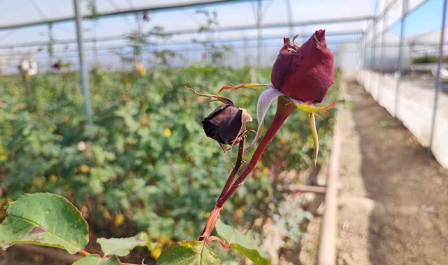 Zirai don gülü de vurdu