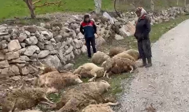 Aç kalan kurtlar 22 kurbanlık kuzuyu telef etti