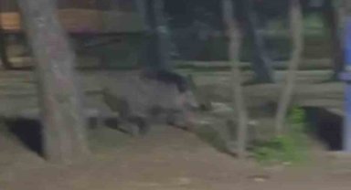 Acıkan yaban domuzu mesire alanına indi