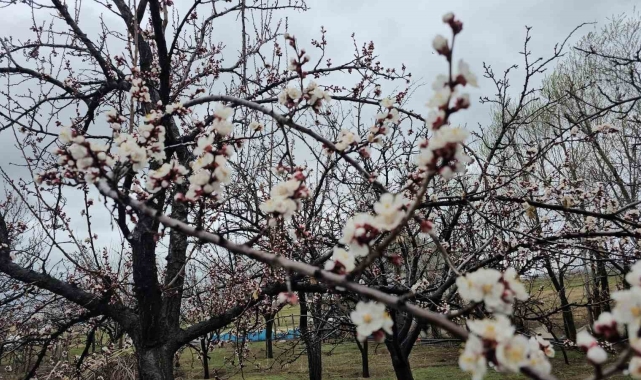 Adilcevaz'da iki mevsim bir arada