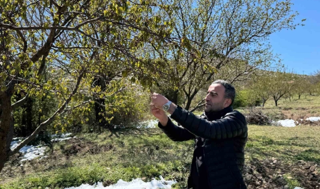 Akçadağ'da zirai don kayısıyı vurdu