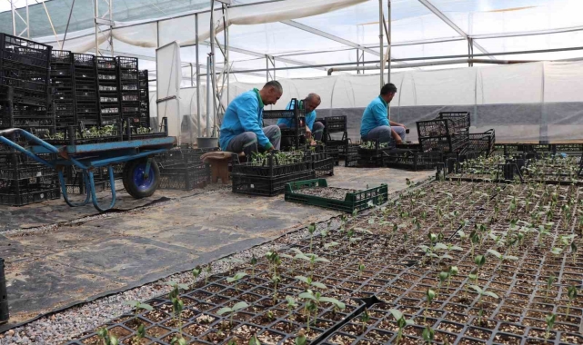 Alanya'da ücretsiz su kabağı fidesi dağıtılacak