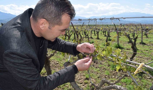 Alaşehir'de üzüm bağlarını soğuk vurdu
