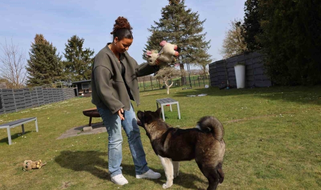Almanya'da köpek vergileri 2025 yılında arttı