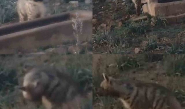 Anadolu'nun sessiz gece bekçisi, çizgili sırtlan görüntülendi