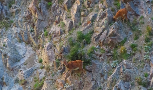 Artvin'de baraj gölü kıyısına inen yaban keçileri görüntülendi