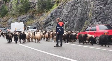 Artvin'de yaylaya giden koyun sürüsü karayolunu işgal etti