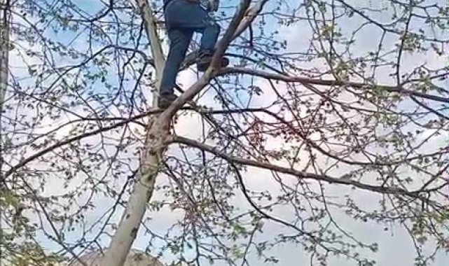 Ayakları ipe dolanan güvercini vatandaş kurtardı