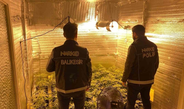 Ayvalık'ta uyuşturucu operasyonunda 28 kök kenevir ele geçirildi