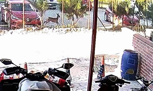 Bahçesindeki karacayı görünce hayrete düştü
