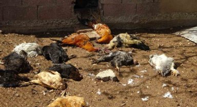 Batman'da kümese giren yırtıcı hayvan 80 tavuğu telef etti