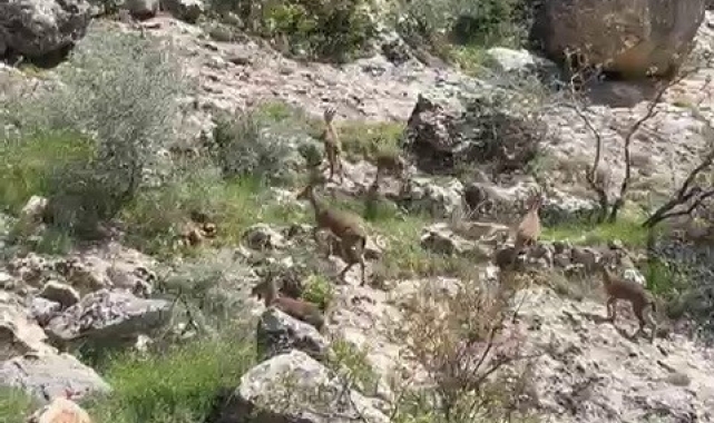 Besni'de dağ keçileri sürü halinde görüntülendi