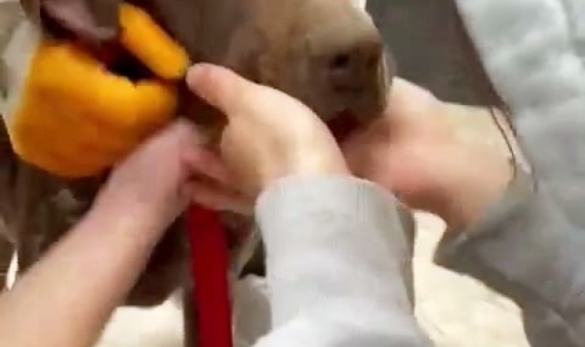 Boğazına ağaç parçası takılan köpeğin yardımına vatandaşlar koştu