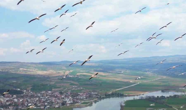 Bursa'da pelikanlar böyle görüntülendi