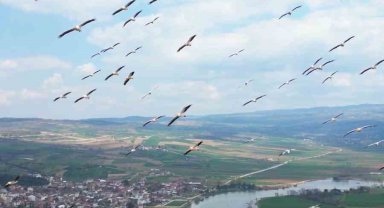 Bursa'da pelikanlar böyle görüntülendi