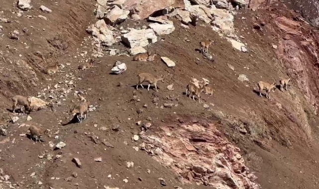 Dağ keçileri güneşli havanın tadını çıkardı