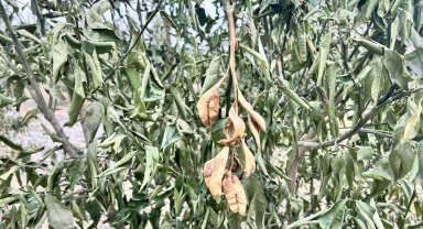 Denizli için zirai don uyarısı