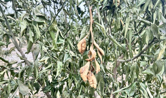 Denizli'ye zirai don uyarısı