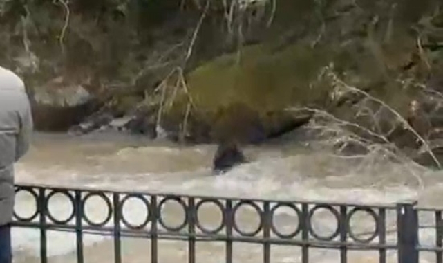 Dereye düşen domuza bağırarak karaya çıkarmaya çalıştılar