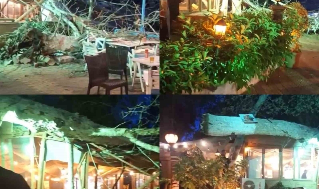 Devasa ağaç yıkıldı, 2 kişi hafif yaralandı