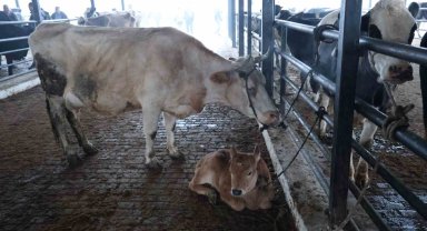 Doğal ve sağlıklı yaşam kıymetlendi, aileler inek edinmeye başladı
