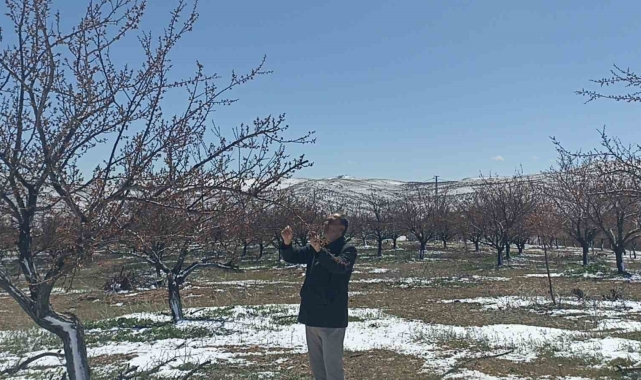 Don kayısıyı vurdu