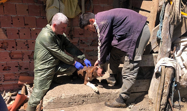 Durağan'da sahipli köpekler mikroçiple kimliklendiriliyor