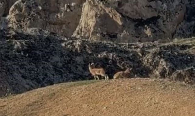 Elazığ'da koruma altındaki dağ keçileri sürü halinde görüntülendi