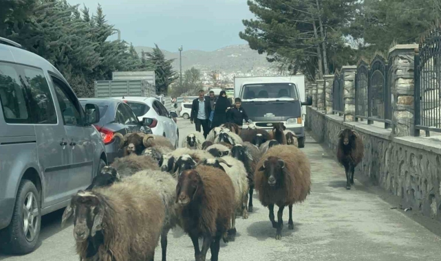 Elazığ'da trafikte sürpriz konuk: Koyun sürüsü şehir merkezinde yol kesti