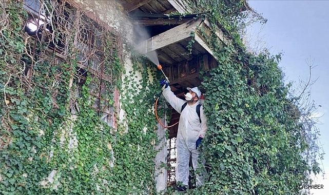 Fındık için samuray arı ordusu! 200 bin arı kahverengi kokarcaya karşı göreve hazır