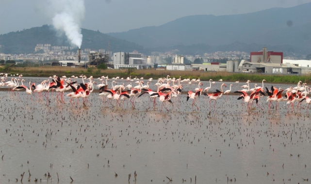 Flamingolar Söke Ovası'nı şenlendirdi