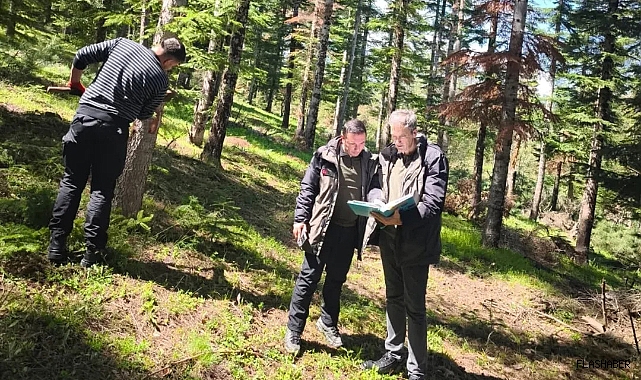 Göknar ormanlarının geleceği koruma altına alınıyor