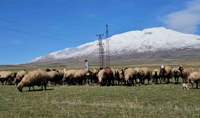 Havanın ısınmasıyla hayvan sahipleri rahat nefes aldı