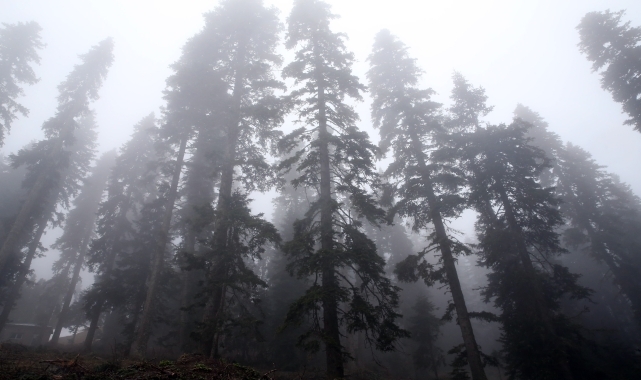 Ilgaz Dağı'nda sis etkili oldu