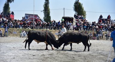 İncirliova'da pehlivan boğalar arenaya çıktı