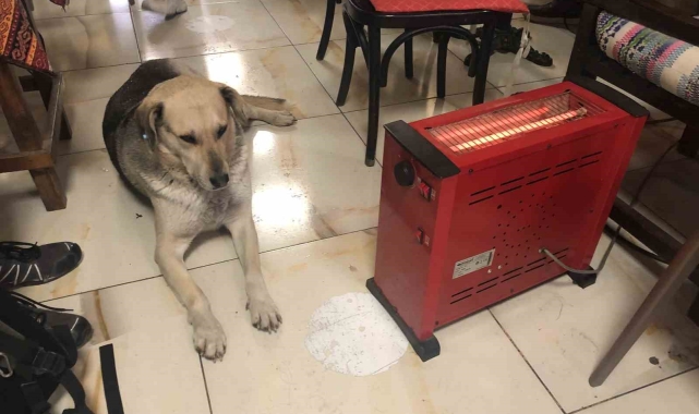 Kar ve soğuktan kaçan köpek çay ocağındaki ısıtıcının yanına uzandı