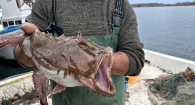 Karadeniz'de nadir görülen fener ve kırlangıç balığı ağlara takıldı
