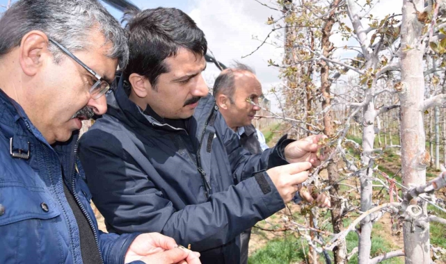 Karapınar'da zirai don sonrası tarım alanlarında incelemelerde bulundu