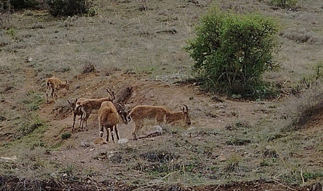 Keban&#039;da koruma altındaki dağ keçileri sürü halinde görüntülendi