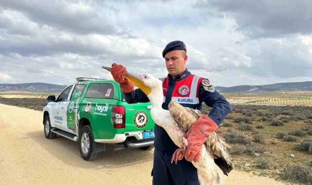 Kilis'te yaralı pelikanın imdadına ekipler yetişti