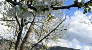 Kiraz ağaçları çiçek açtı