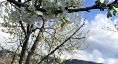 Kiraz ağaçları çiçek açtı
