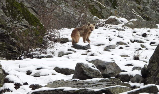 Kış uykusundan uyanan boz ayı yiyecek ararken görüntülendi