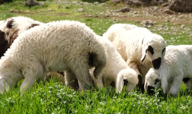 Kuzu ve oğlak desteklerinde ikinci başvuru dönemi başladı