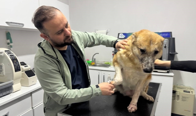 Leishmaniasis hastalığı köpeklerde kalıcı etki bırakıyor