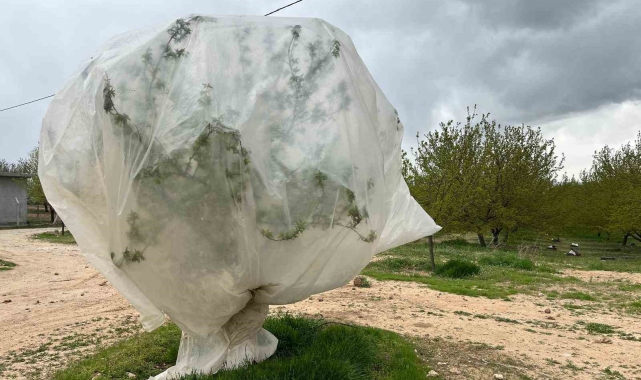 Malatya'da kayısı üreticilerinden "zirai don" önlemi