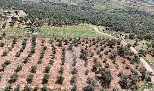 Mardin'de zeytin ağaçları için hayati müdahale