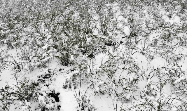Mart ayında etkili olan kar, fındıkta lokal zararlara neden oldu